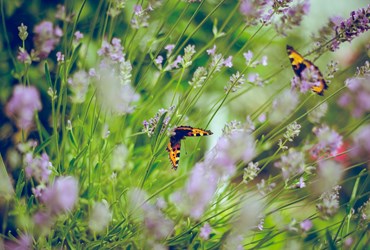 Vlinders en planten in tuin