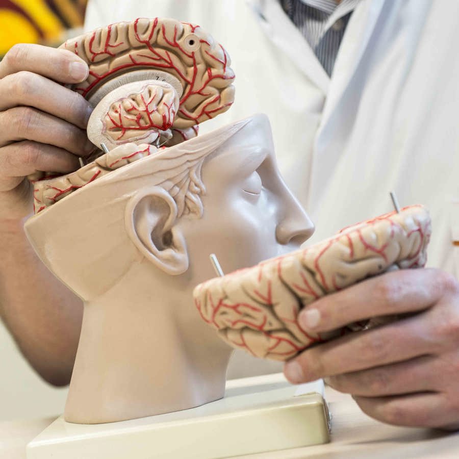 anatomiemodel van de hersenen anatomiemodel van de hersenen