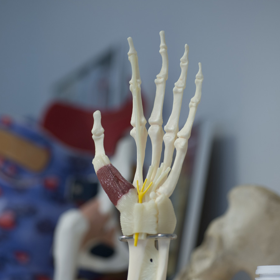 anatomiemodel van een hand anatomiemodel van een hand