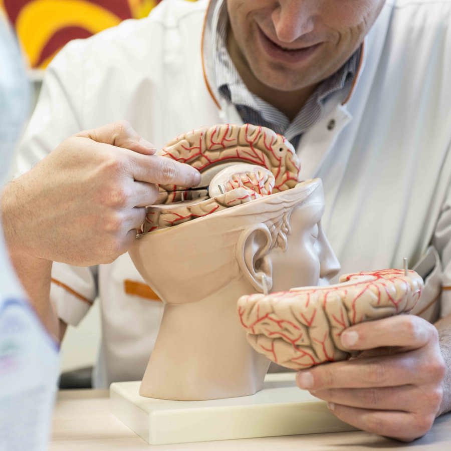 arts met anatomiemodel van de hersenen arts met anatomiemodel van de hersenen