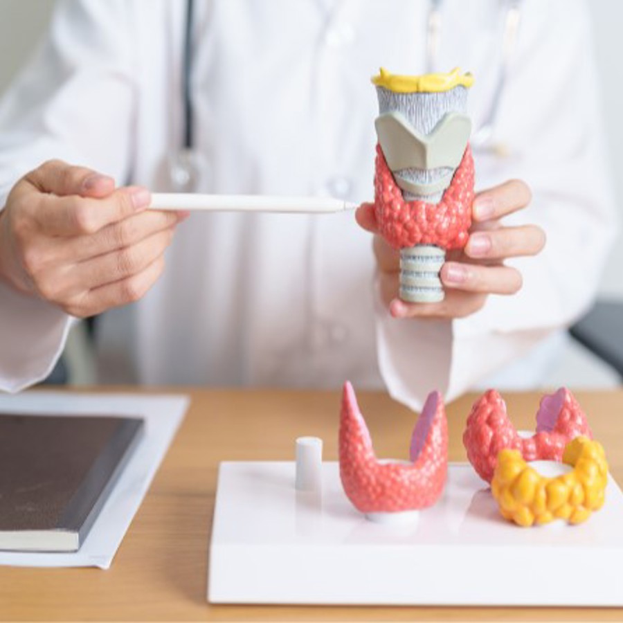 Schildklier anatomisch Schildklier anatomisch