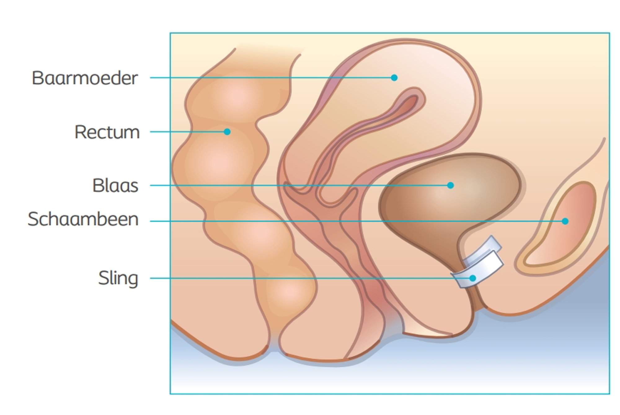 schematische doorsnede onderlichaam vrouw