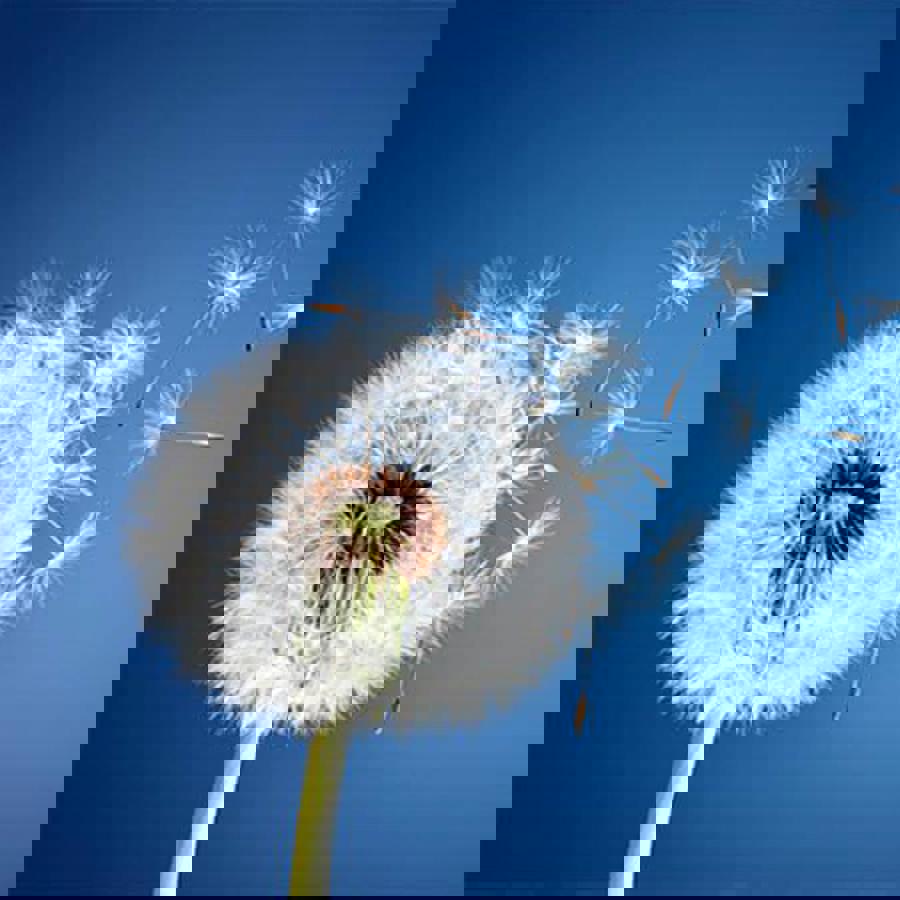 paardenbloem paardenbloem